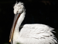Fotoausflug in den Zoo Vienna Copyright Don RoMiFe Michael Rousek